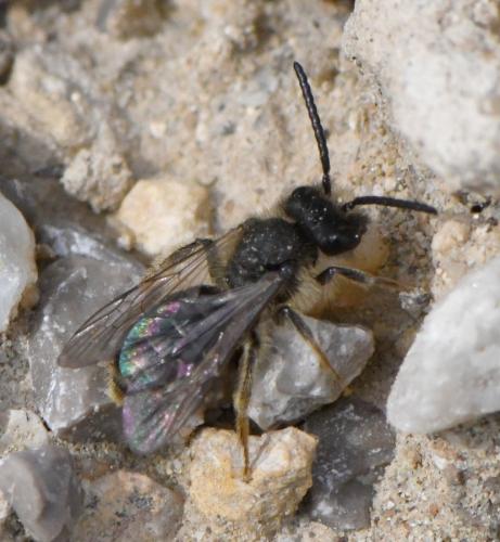Andrena sp.